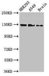EIF4ENIF1 Antibody