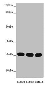 CHCHD3 Antibody