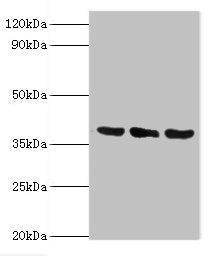 TMOD3 Antibody