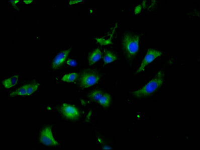 NLGN3 Antibody