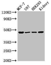 WWOX Antibody