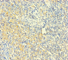 PLAC8 Antibody