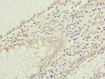 IL36G Antibody