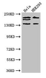 ITSN2 Antibody