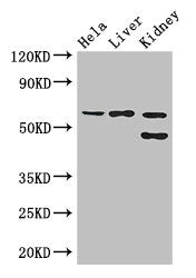 EHD2 Antibody