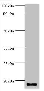 CALML5 Antibody