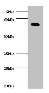 KCND2 Antibody