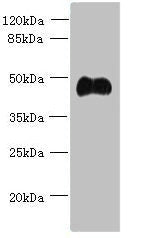 ABI3 Antibody