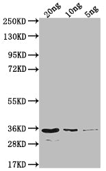 EIN2 Antibody