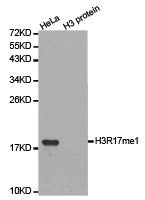 Histone H3R17me1 Antibody