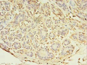 ABHD14A Antibody