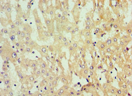 GNL3 Antibody