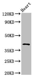 JAM3 Antibody