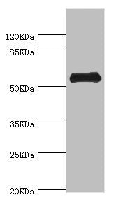 CHIA Antibody
