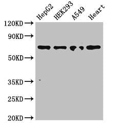 TRIM5 Antibody
