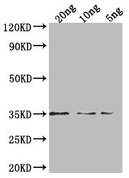 PEN1 Antibody