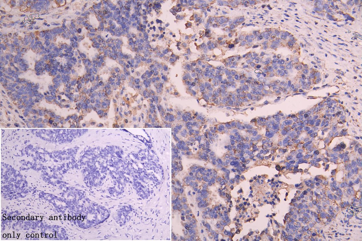 SLC25A51 Antibody