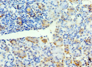 SYT4 Antibody