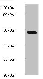 SYT4 Antibody
