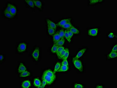 MS4A6A Antibody