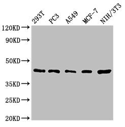 SAV1 Antibody