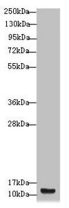 S100A14 Antibody