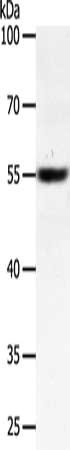 SOX1 Antibody