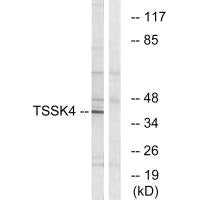 TSSK4 Antibody