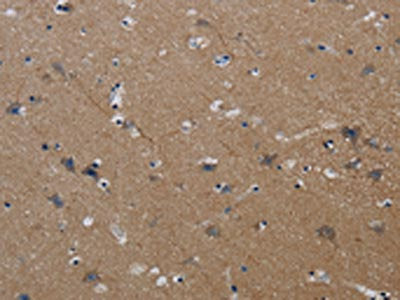 PIK3CG Antibody