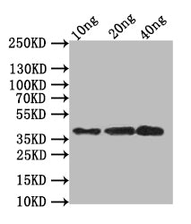 SBT6.1 Antibody