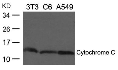 CYCS Antibody