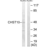 CHST10 Antibody