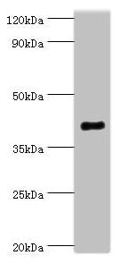 SH3GLB1 Antibody