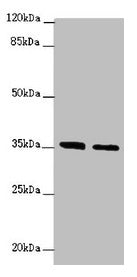 OSGEP Antibody