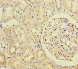 RIC8A Antibody