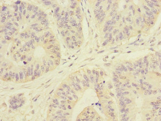 ARHGEF3 Antibody