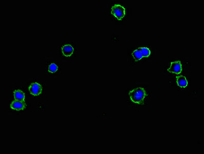 CNNM1 Antibody