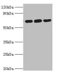 ATAD3A Antibody