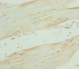 RBFOX1 Antibody