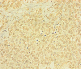 BTG4 Antibody
