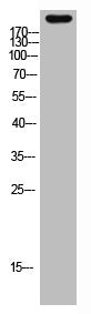 MYH6 Antibody