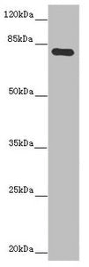MOCS1 Antibody