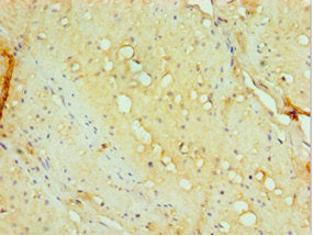 AHSP Antibody
