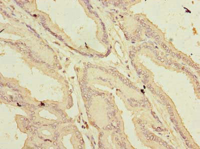 ARMCX1 Antibody