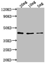 Htra1 Antibody