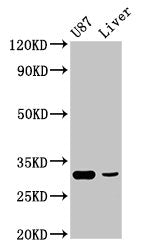 RHCG Antibody