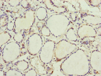 UXT Antibody