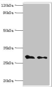 COPS7A Antibody