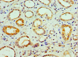 COPS7A Antibody