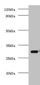 COPS7A Antibody